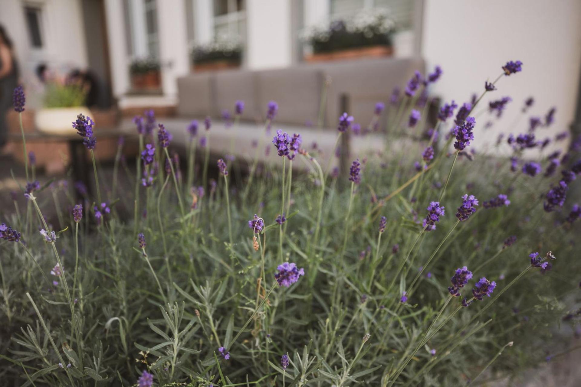 Weingut Gehlen-Cornelius Hotel Brauneberg Kültér fotó