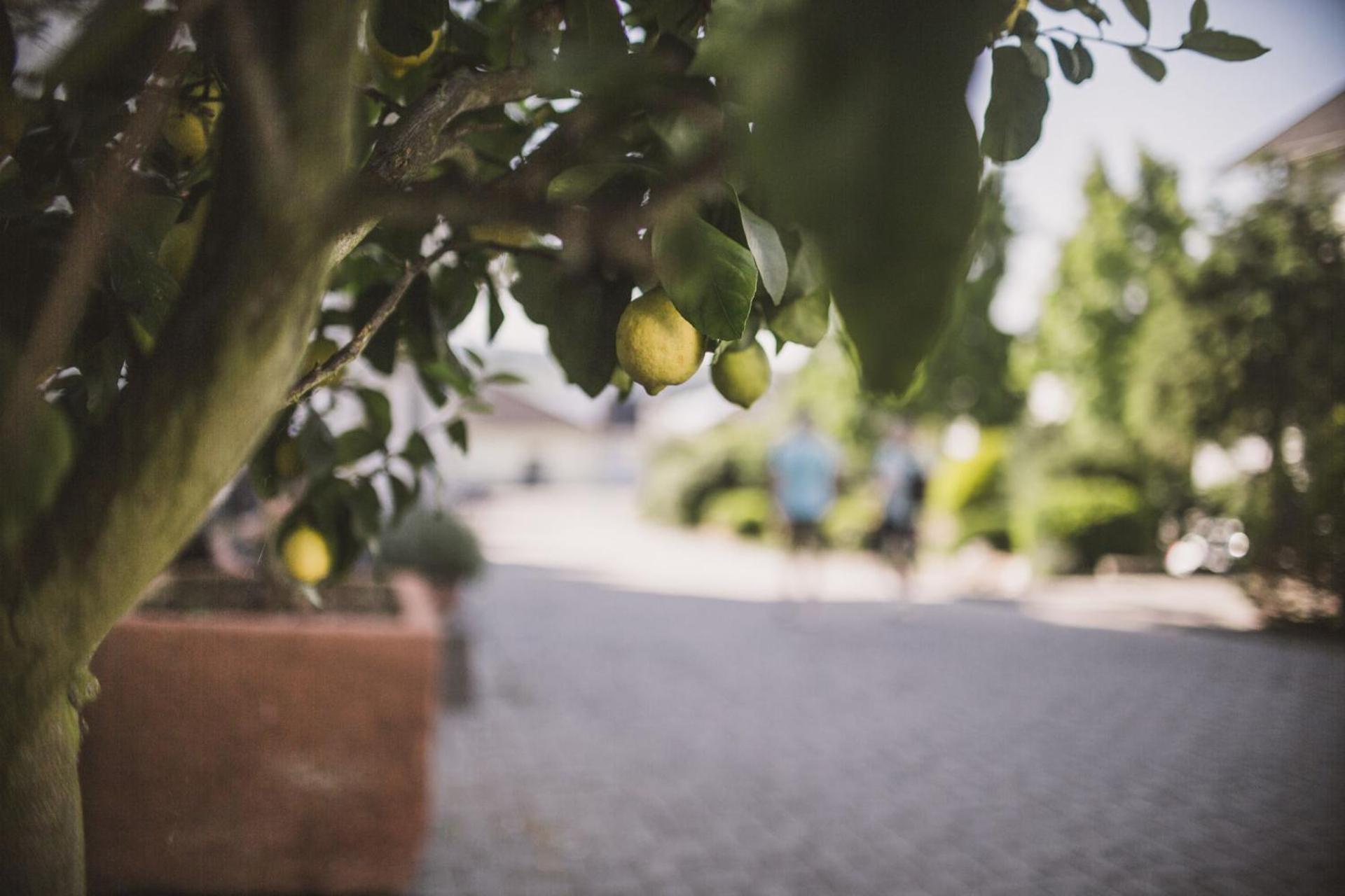 Weingut Gehlen-Cornelius Hotel Brauneberg Kültér fotó